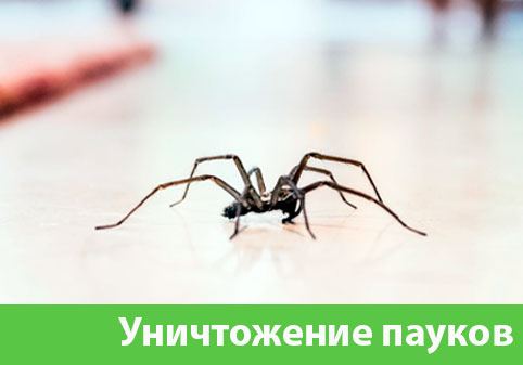 Избавиться от пауков в городе Уфа