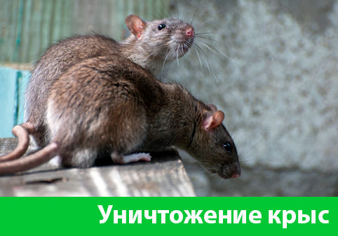 Уничтожение крыс в городе Уфа