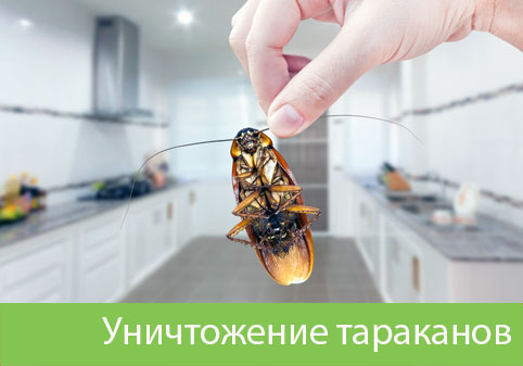 Уничтожение тараканов в городе Уфа