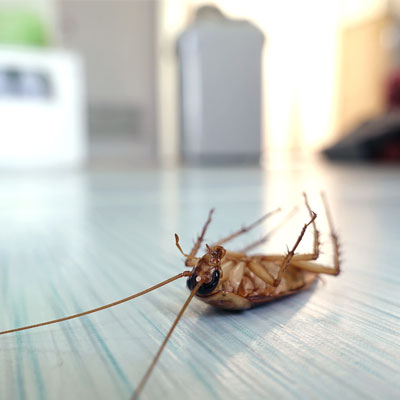 Тараканы в квартире в Уфе